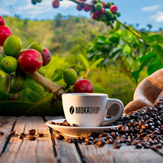 MokaShop Tuttocialde Tuttocapsule Tuttocaffè